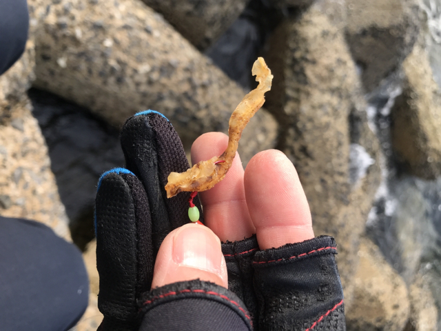 穴釣りは難しい 初心者の 初心者による 初心者のための海釣りブログ