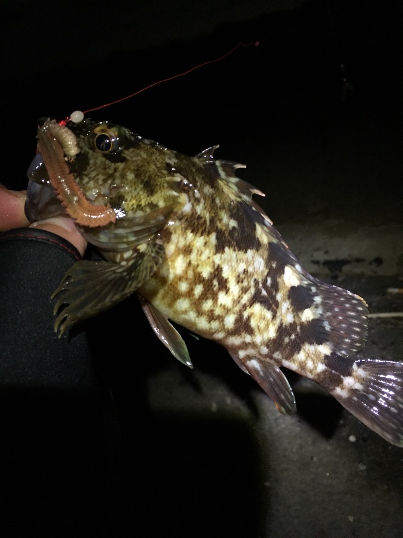 セイゴもカサゴも釣れたけど 初心者の 初心者による 初心者のための海釣りブログ